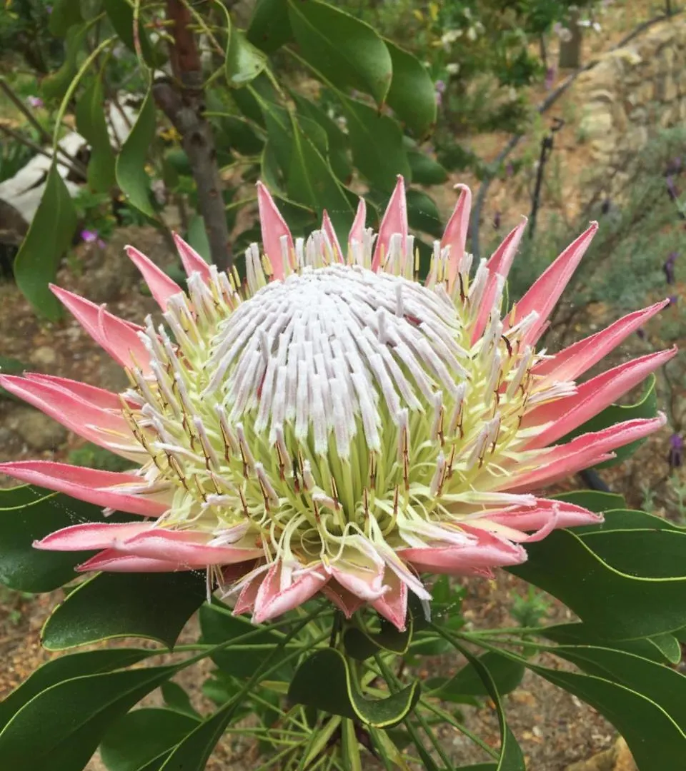 Lalapanzi Lodge Somerset West Bed & Breakfast